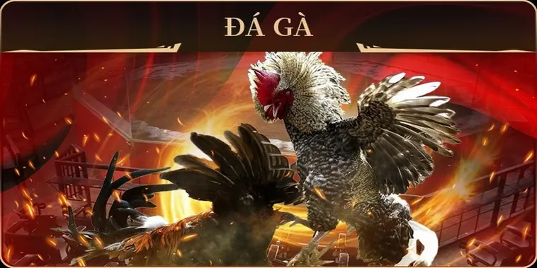 Làm Chủ Cách Chơi Đá Gà GA28 Tại 8XBET Thắng Lớn 2 Làm Chủ Cách Chơi Đá Gà GA28 Tại 8XBET Thắng Lớn