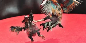 Bí Kíp Chơi Đá Gà Sabong Tại 8XBET Bất Bại Từ Cao Thủ 3 Bí Kíp Chơi Đá Gà Sabong Tại 8XBET Bất Bại Từ Cao Thủ