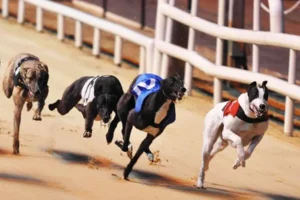 Mẹo Chơi Nhanh Đua Chó Tại 8XBET Bứt Phá Về Đích Thắng Cược Lớn 1 Mẹo Chơi Nhanh Đua Chó Tại 8XBET Bứt Phá Về Đích Thắng Cược Lớn