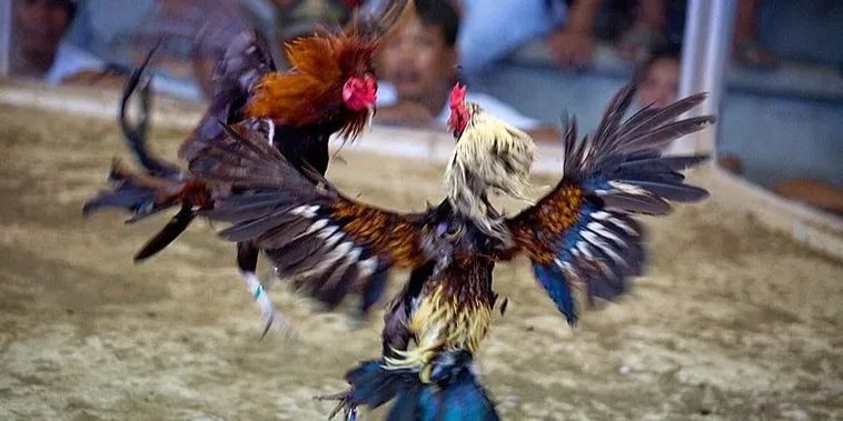 Bí Kíp Chơi Đá Gà Sabong Tại 8XBET Bất Bại Từ Cao Thủ 2 Bí Kíp Chơi Đá Gà Sabong Tại 8XBET Bất Bại Từ Cao Thủ